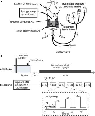 An anesthesia protocol for robust and repeatable measurement of behavioral visceromotor responses to colorectal distension in mice